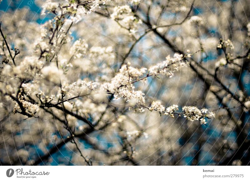 Hiddensee in full bloom Environment Nature Plant Sky Spring Summer Beautiful weather Tree Blossom Agricultural crop Fruit trees Cherry blossom Twig Branch
