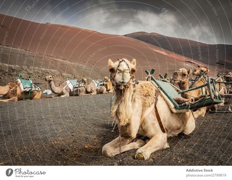 Saddled camels resting on ground Camel saddles Caravan Ground Lie (Untruth) Rest Fuerteventura Canaries Spain Vacation & Travel Trip Tourism Relaxation Animal