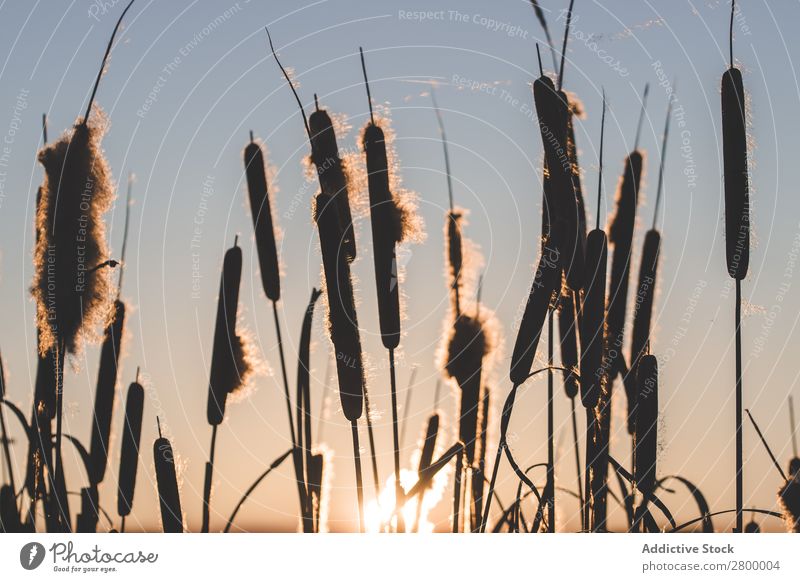 Reeds with fluffs at sunset Common Reed Plant Fluff Sunset Evening Marsh Nature Dry Grass Fuzz Cattail (Typha) Walking stick Sky Seasons Landscape Wild Organic