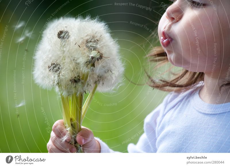 Toddler blows dandelions Face Well-being Summer Human being Feminine Child Girl Infancy Life Nose Mouth 1 1 - 3 years Environment Nature Plant Flower Grass