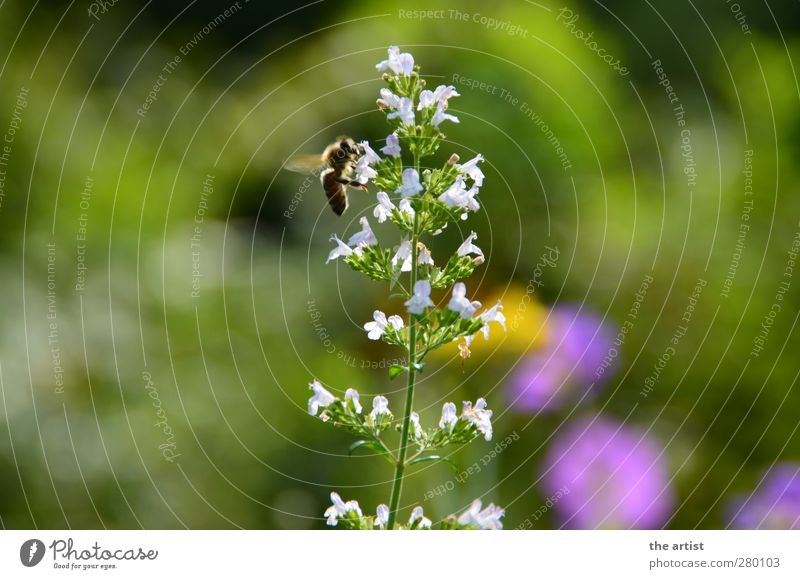 busy bee Nature Plant Summer Flower Blossom Garden Bee 1 Animal Flying Free Friendliness Natural Diligent Buzz Colour photo Exterior shot Day Light Contrast