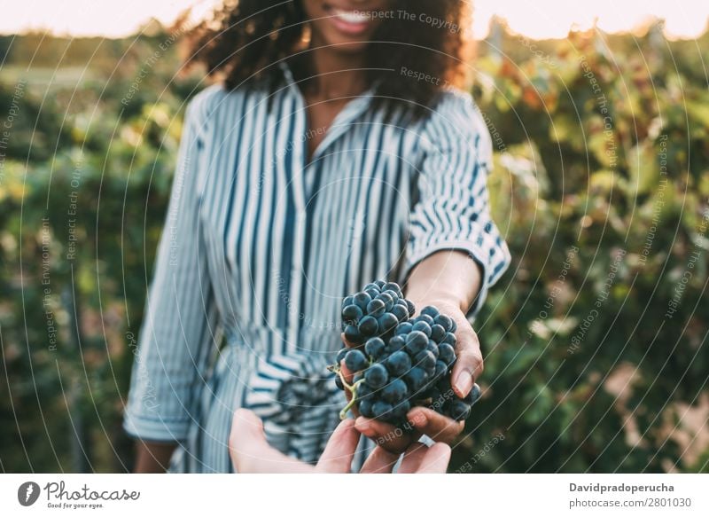 Hands sharing a bunch of grapes with a happy blurred woman Winery Vineyard Woman Bunch of grapes Stand Organic Harvest Agriculture Green Accumulation Rural