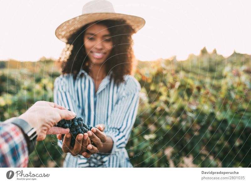 Hands sharing a bunch of grapes with a happy blurred woman Winery Vineyard Woman Bunch of grapes Stand Organic Share Laughter Harvest Love Agriculture Green
