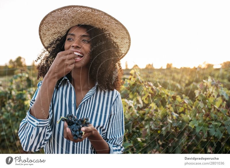 Happy young woman in a straw hat eating grapes in a vineyard Winery Vineyard Woman Bunch of grapes Walking Organic Harvest Agriculture Green Accumulation