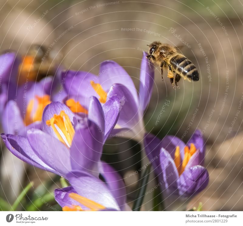 Bee approaching a blossom Honey Environment Nature Plant Animal Sunlight Spring Beautiful weather Flower Blossom Crocus Meadow Farm animal Wild animal