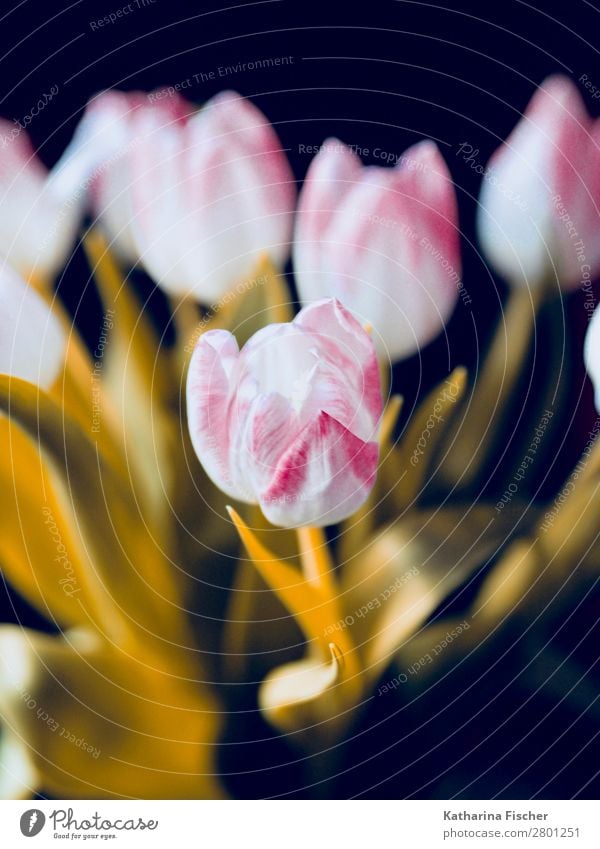 blossom white pink pink bouquet Nature Plant Spring Summer Autumn Winter Flower Tulip Leaf Blossom Bouquet Blossoming Illuminate Esthetic Beautiful Yellow Gold