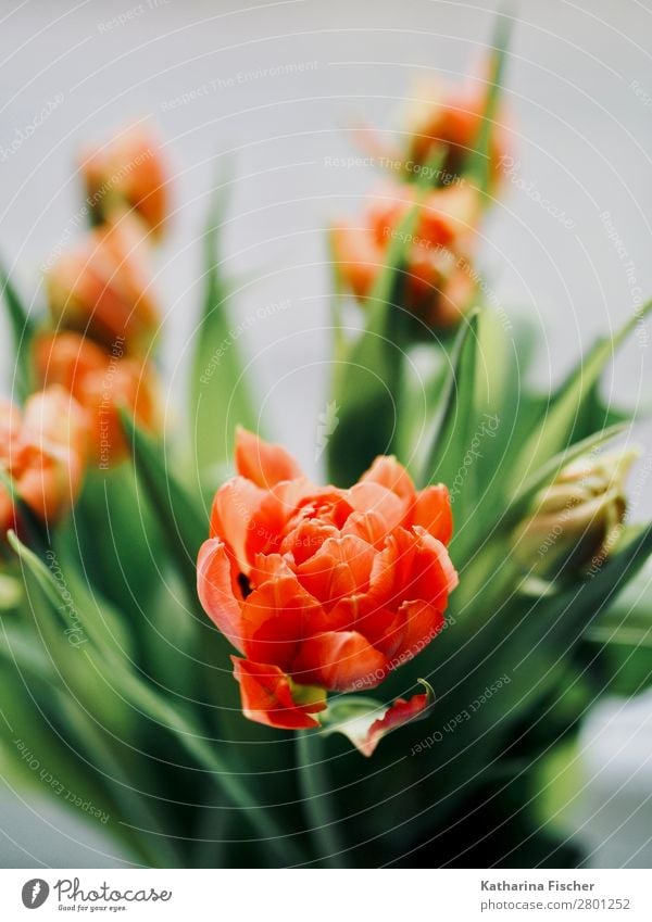 orange blossom tulips bunch of flowers Nature Plant Flower Tulip Leaf Blossom Bouquet Blossoming Illuminate Esthetic Beautiful Green Orange Red Turquoise