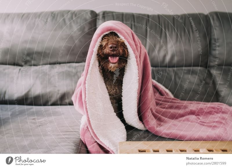 water dog sticks his nose out from under the blanket Happy Face Calm Leisure and hobbies Playing Furniture Sofa Table Living room Family & Relations Friendship