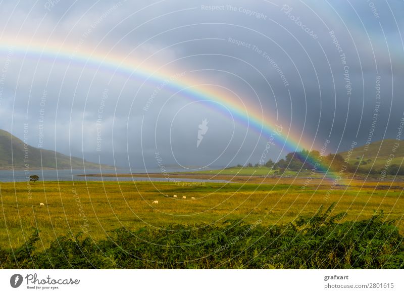 Colorful Rainbow Over Fresh Pasture With Sheep On The Isle Of Skye In Scotland agriculture arch atlantic atmosphere beautiful climate climate change clouds