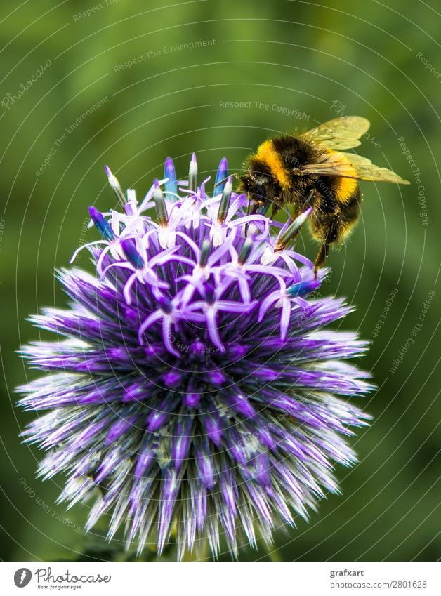 Bumblebee Collects Nectar On Top Of Purple Flower animal background beautiful bloom blossom bumblebee busy calm collection detail ecology ecosystem
