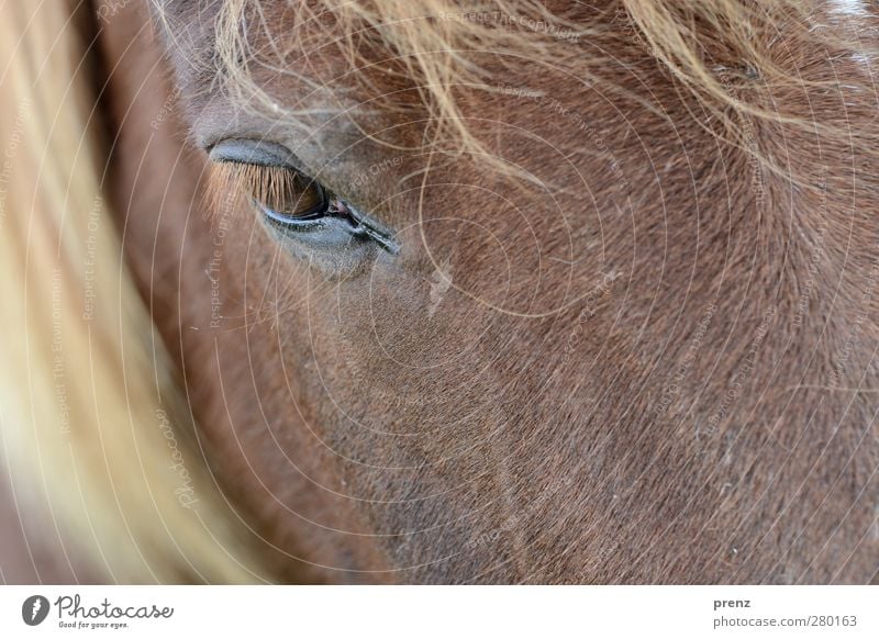 horse's eye Horse Animal - a Royalty Free Stock Photo from Photocase
