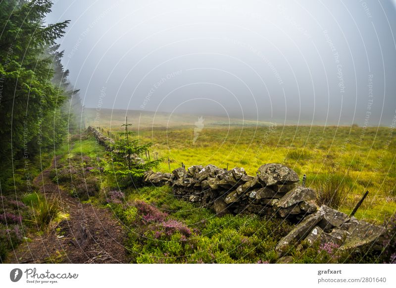 Hiking trail through misty coniferous forest and heather in Scotland Spruce Highlands Climate Landscape Light Enchanting Picturesque Wall (barrier) Mystic
