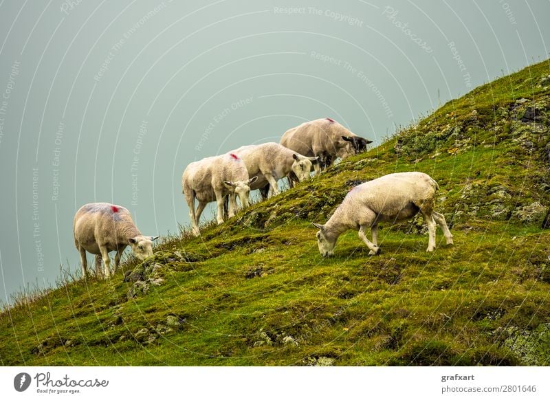 Flock with sheep on a rocky pasture in Scotland Farm Farmer Field Peaceful Together Great Britain Group of animals Herd Highlands Background picture Hill Lamb