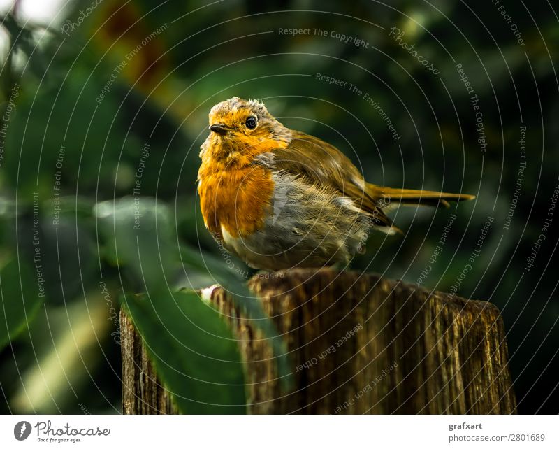 Attentive robin on tree stump in forest Living thing Watchfulness biodiversity Fat Robin redbreast Colour Feather Freedom Garden Dangerous Sincere Small Nature