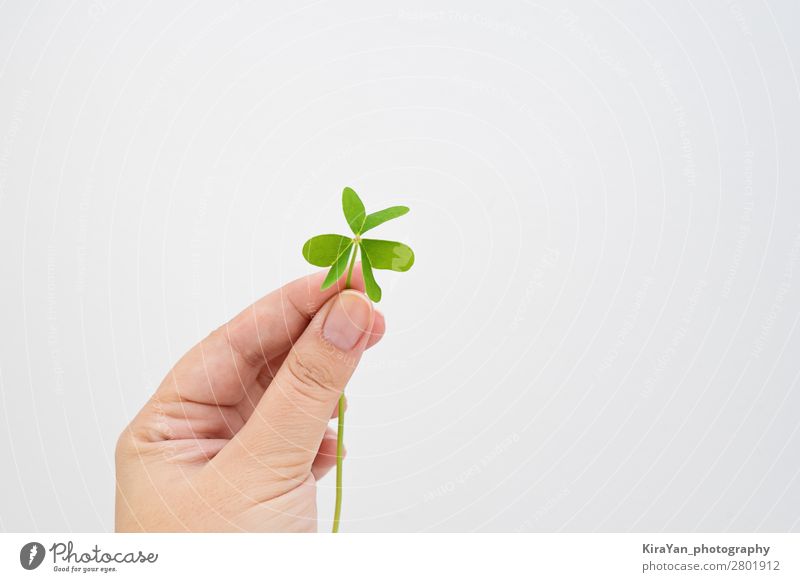 Female fingers hold green leaf clover on white Happy Feasts & Celebrations Hand Fingers Plant Leaf Happiness Green White Hope Tradition Desire St Patricks