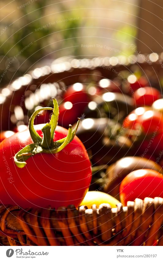 Ripe harvest Nature Plant Beautiful weather Leaf Garden To enjoy Tomato Harvest Diet Healthy Healthy Eating Vitamin-rich Basket Pick Agriculture Sowing Red