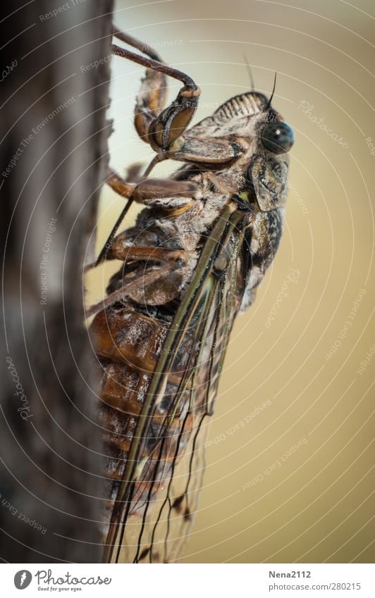Singzikade of Provence Animal 1 Brown Insect Cicada singzicade Mediterranean Southern France Warm-heartedness Loud Symbols and metaphors stridulation Summer