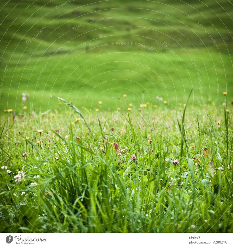 meadow Summer Flower Grass Meadow Fresh Natural Green Alpine pasture Hill Bavaria Colour photo Exterior shot Close-up Deserted Copy Space top Copy Space middle