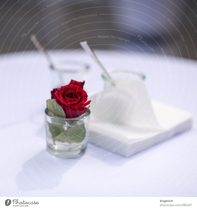 Still Life with Rose Glass Spoon Napkin Blossom Elegant Red White Style Tasty Colour photo Exterior shot Deserted Copy Space top Day Shallow depth of field