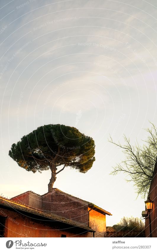 To Rome With Love Sky Sunrise Sunset Sunlight Beautiful weather Tree Acacia Stone pine Italy Downtown Old town House (Residential Structure) Facade Esthetic