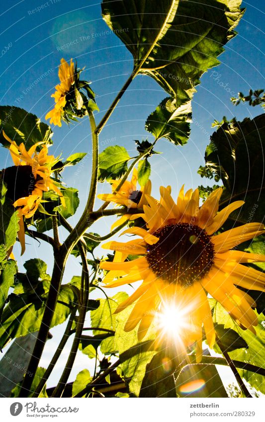 sunflowers Well-being Contentment Relaxation Sun Garden Environment Nature Plant Cloudless sky Summer Climate Climate change Weather Beautiful weather Flower