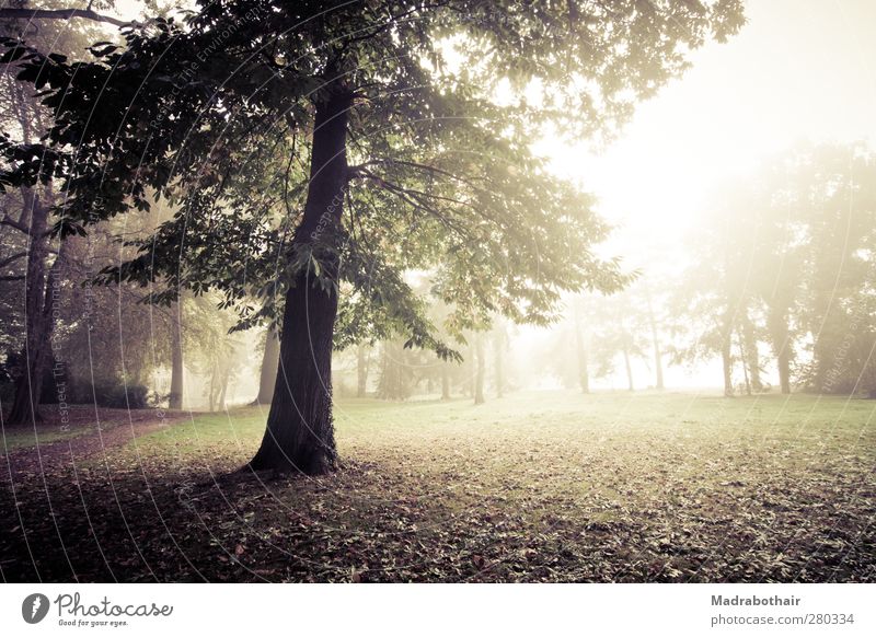 misty morning in the park Nature Landscape Plant Sunlight Autumn Fog Tree Grass Leaf Deciduous tree Park Meadow Forest Calm Environment Transience Change