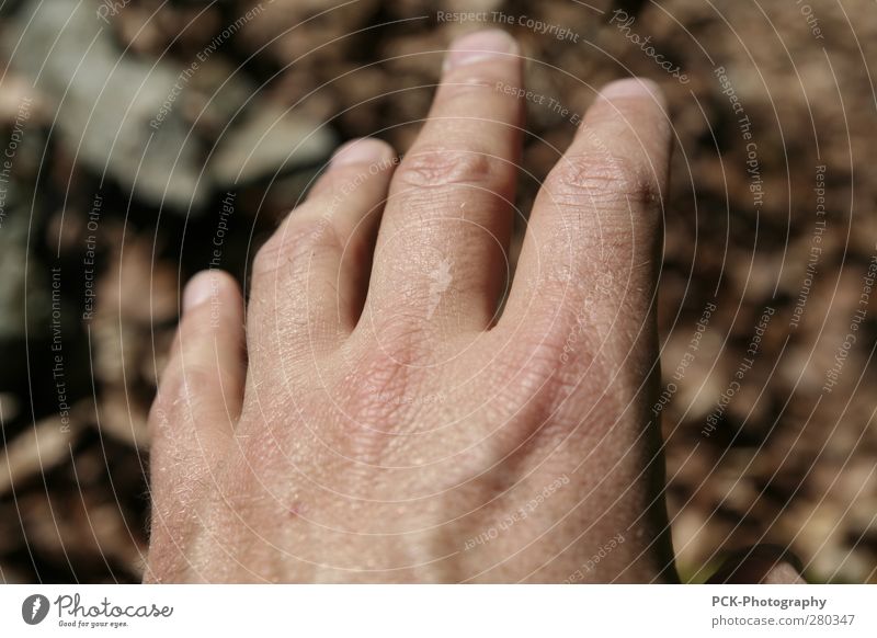 Hand from OFF Masculine Skin Fingers 1 Human being Catch Flying Hunting Wait Hide Wrinkle Wrinkles Brown Autumn leaves Grasp Touch Desire Target Colour photo