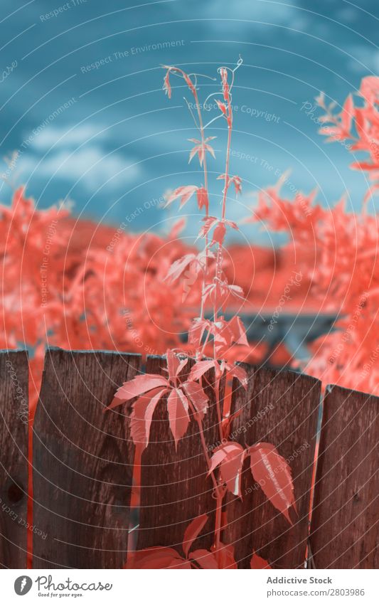 Infrared leaves near lumber fence Leaf Fence Street Suburb Plant Linz (Danube) Austria Town Enclosure Wood Timber Delicate Fragile Natural Organic Bushes