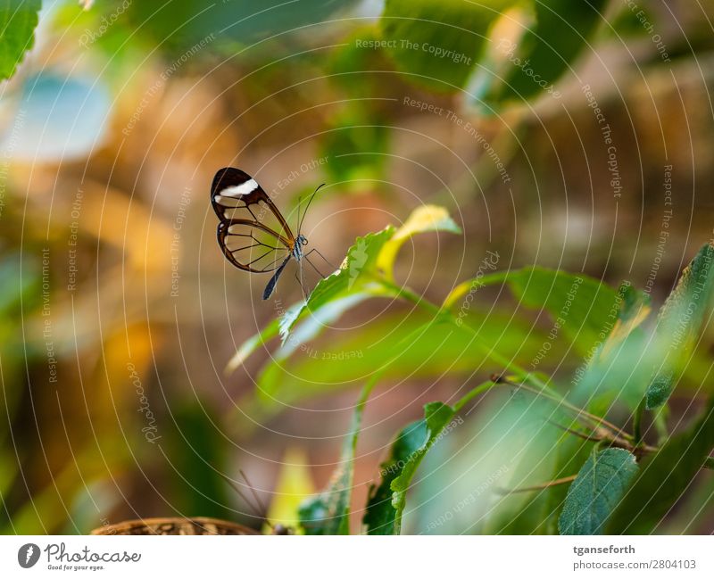 transparent butterfly Environment Nature Plant Animal Wild animal Butterfly Zoo 1 Observe Crouch Sit Exceptional Exotic Cute Multicoloured Love of animals