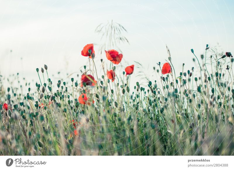 Poppies flowers and other plants in the field Herbs and spices Beautiful Summer Garden Nature Plant Flower Grass Blossom Meadow Bright Wild Green Red Idyll