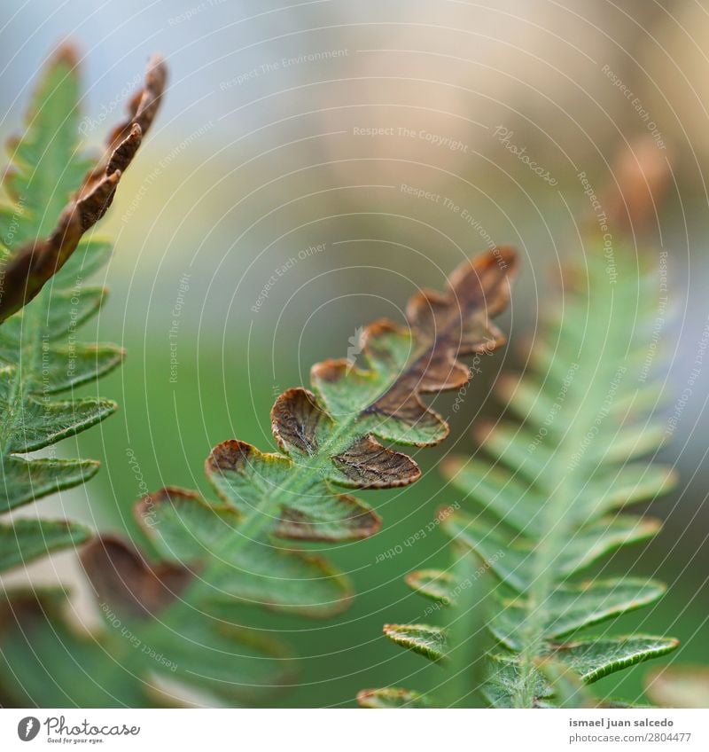 green fern plant leaves Fern Green Plant Leaf Abstract Consistency Garden Floral Nature Decoration Exterior shot Fragile Background picture Winter Autumn Spring