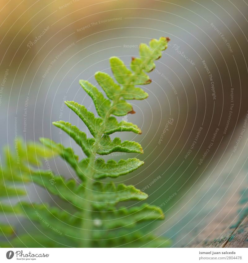 green fern plant leaf Fern Green Plant Leaf Abstract Consistency Garden Floral Nature Decoration Exterior shot Fragile Background picture Winter Autumn Spring