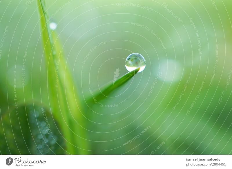 drop on the green leaf Grass Plant Leaf Green Drop Rain Glittering Bright Garden Floral Nature Abstract Consistency Fresh Exterior shot Background picture
