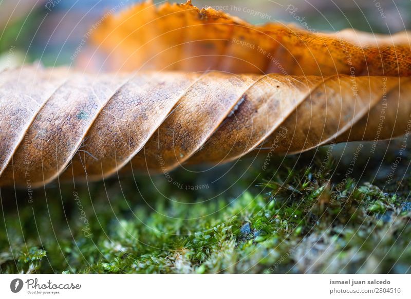 brown tree leaf texture Leaf Brown Nature Abstract Consistency Exterior shot Background picture Beauty Photography Fragile Autumn Winter