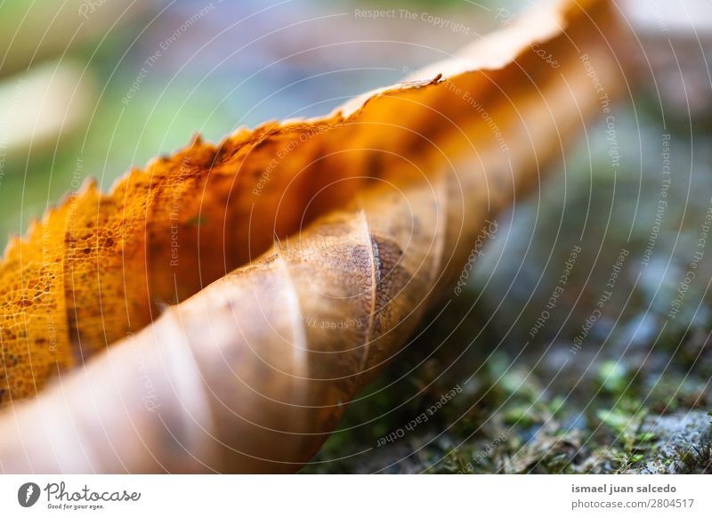 brown tree leaf texture Leaf Brown Nature Abstract Consistency Exterior shot Background picture Beauty Photography Fragile Autumn Winter