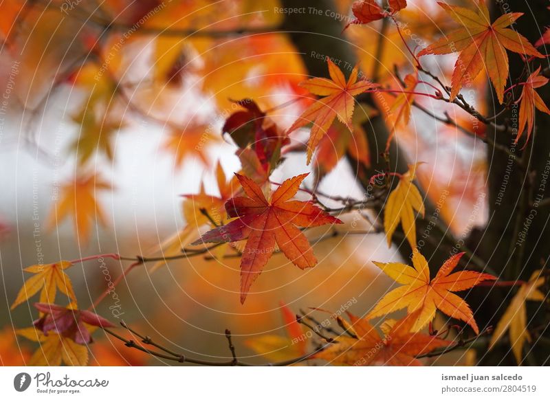 brown tree leaves Tree Branch Leaf Brown Nature Abstract Consistency Exterior shot Background picture Beauty Photography Fragile Autumn Winter