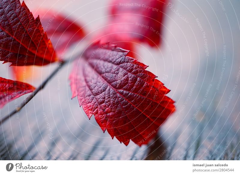 red plant leaf texture Leaf Red Nature Abstract Consistency Exterior shot Background picture Beauty Photography Fragile Autumn Winter