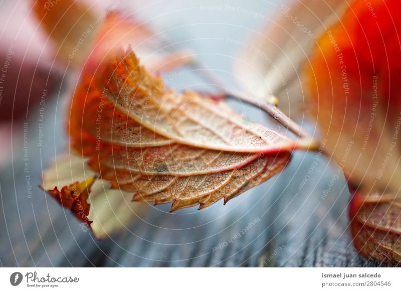 red tree leaf Leaf Red Nature Abstract Consistency Exterior shot Background picture Beauty Photography Fragile Autumn Winter