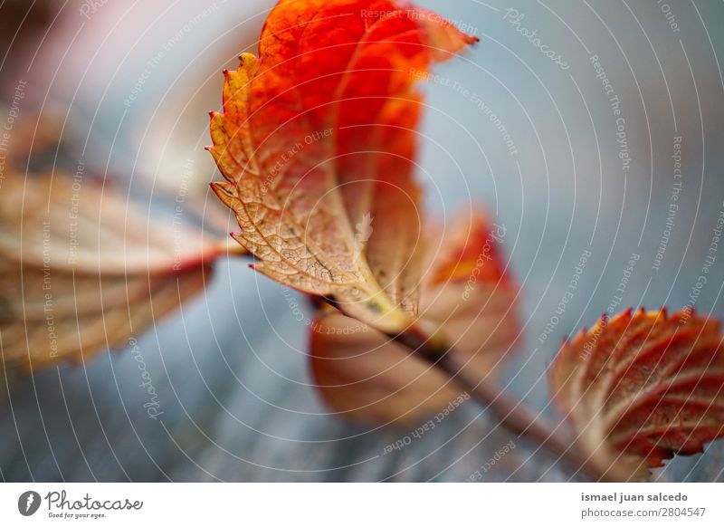 red tree leaf Leaf Red Nature Abstract Consistency Exterior shot background Beauty Photography Fragile Autumn Winter