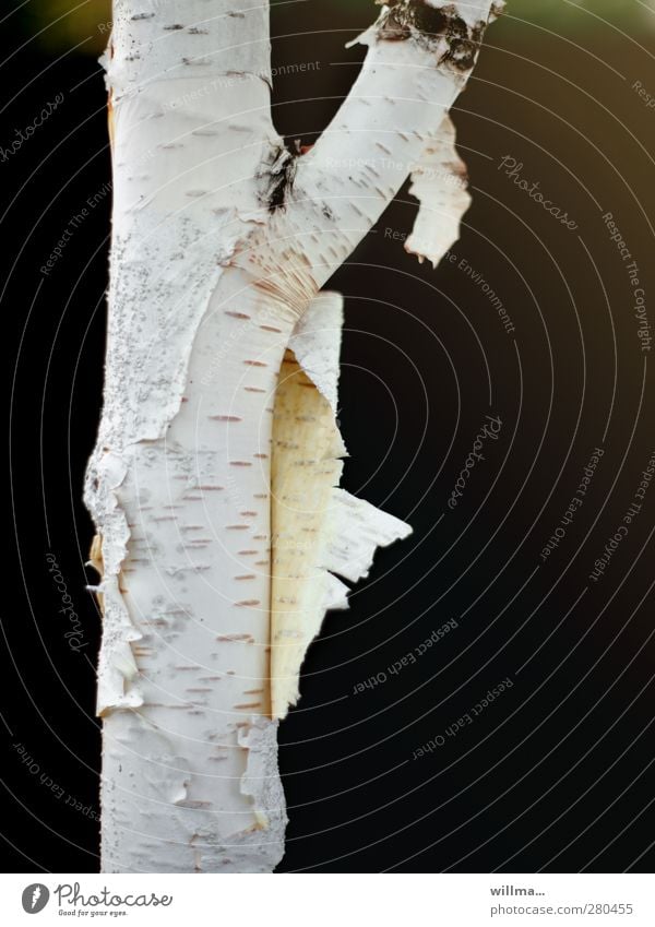 Birch Strip Tree Birch tree Birch bark Change Branched Flake off Divide get out of one's skin Renewal birch trunk Substitute Striptease Deploy