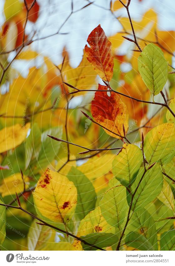 colorful tree leaves Tree Branch Leaf Green Brown Yellow Multicoloured Nature Abstract Consistency Exterior shot background Beauty Photography Fragile Autumn