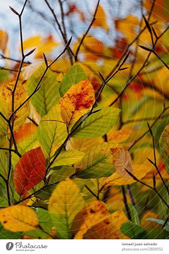 colorful tree leaves Tree branches Leaf Green Yellow Brown Multicoloured Nature Abstract Consistency Exterior shot background Beauty Photography Fragile Autumn