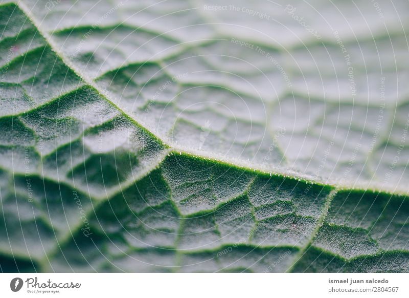green leaf texture Leaf Green Garden Floral Nature Decoration Abstract Consistency Fresh Exterior shot background Beauty Photography Fragile Spring Summer