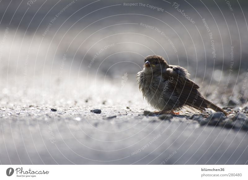 A sparrow whistles... HAPPY BIRTHDAY, GLÜCKIMWINKL Animal Wild animal Bird Sparrow Passerine bird Baby animal Observe Flying Listening Sit Small Cute Brown