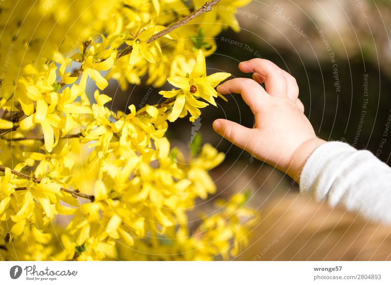 Spring is close at hand Child Hand Arm 1 Human being 1 - 3 years Toddler Plant Beautiful weather Blossom Forsythia Garden Park Brown Yellow Gold Pink
