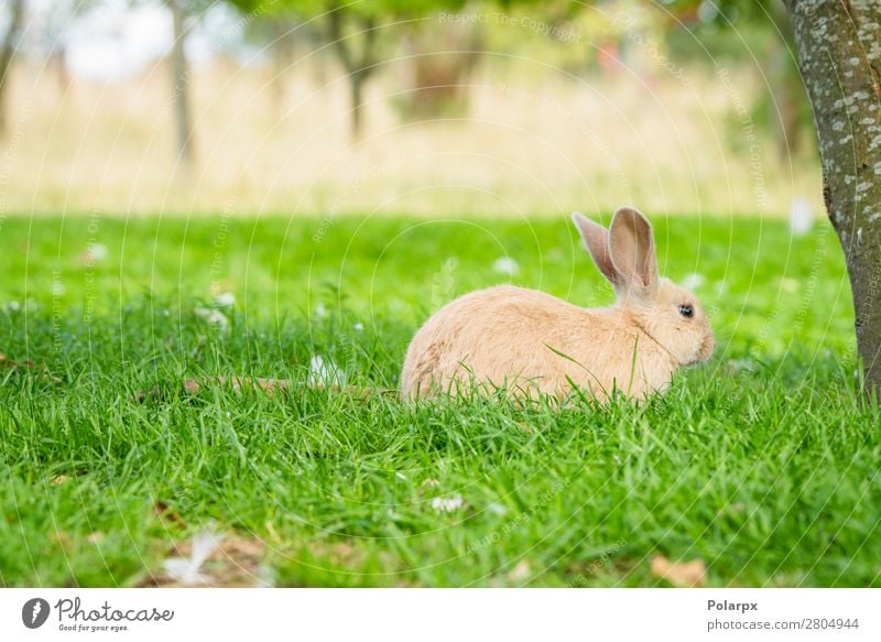 Cute bunny rabbit sitting in green grass Eating Beautiful Summer Garden Easter Environment Nature Animal Drought Grass Leaf Meadow Fur coat Pet Small Natural