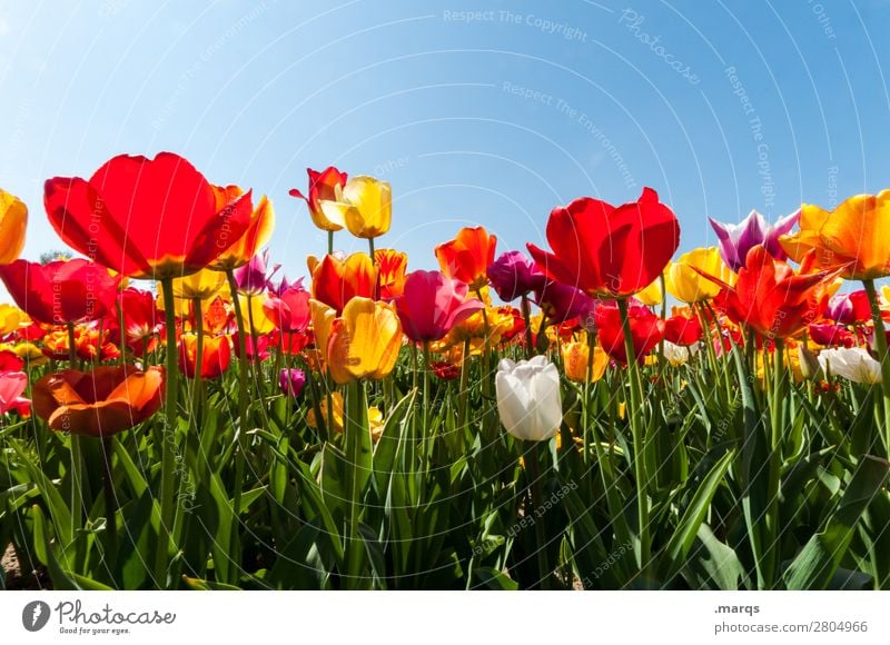 tulips Nature Plant Cloudless sky Spring Beautiful weather Flower Tulip Tulip field Tulip blossom Blossoming Spring fever Colour photo Exterior shot Deserted