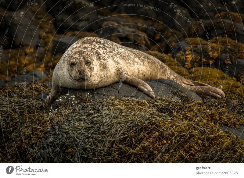 Seal near Dunvegan Castle on the Isle of Skye Living thing Atlantic Ocean Watchfulness biodiversity boat trip Relaxation preservation Carnivore Free-living