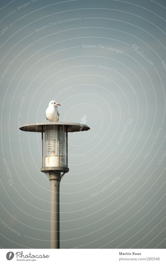platform Animal Bird Seagull 1 Lantern Looking Sit Blue White Colour photo Subdued colour Exterior shot Deserted Copy Space top Neutral Background Day