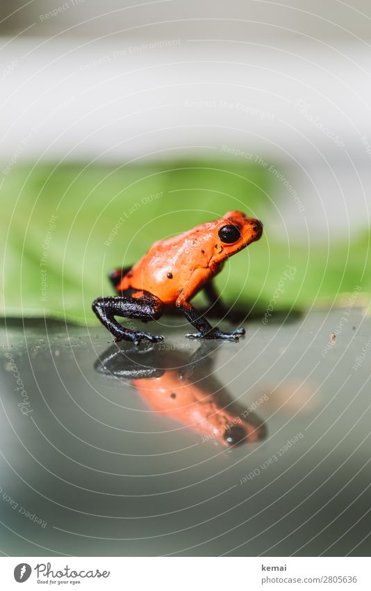 Small red frog (poisonous) Calm Leisure and hobbies Vacation & Travel Adventure Summer Nature Animal Leaf Costa Rica Wild animal Frog 1 Glass Looking Sit